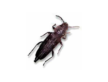Shumaker s Pest Control Powderpost Beetle and Old House Borer