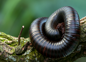 Millipede