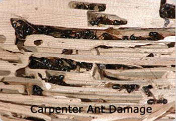 carpenter-ants