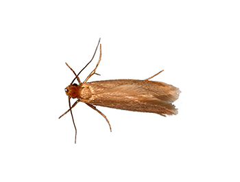 Shumaker's Pest Control - Moths
