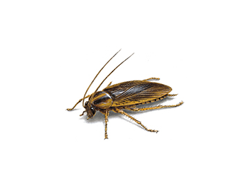 German-Cockroach