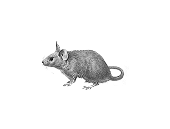 House Mouse