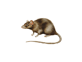 Brown Rat