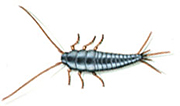 Silverfish