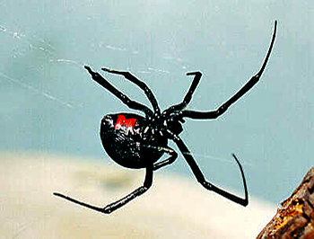 Black-Widow-Spide