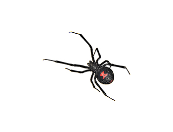 Black-Widow-Spider