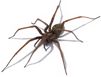 House-Spider