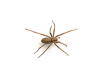 House-Spider