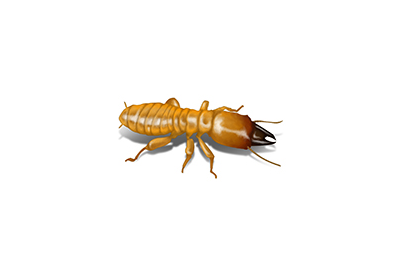 Dampwood Termite