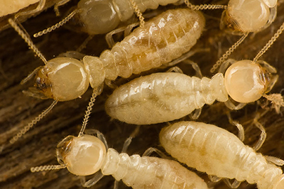 Drywood Termite