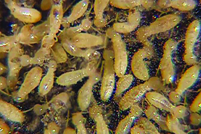 Subterranean Termite