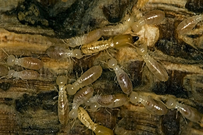 Subterranean Termite